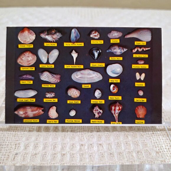 Vintage Shell Chart Waters Beaches of Florida Lusterchrome Tichnor Postcard UNP - Picture 7 of 7